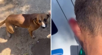 Cachorro caramelo arranca parte da orelha de ladrão e impede furto de casa em Goiás